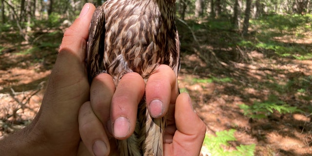 A captured merlin is held near Lake Michigan on June 27, 2022, near Glen Arbor, Mich., where it will be fitted with a leg band and tracking device. 