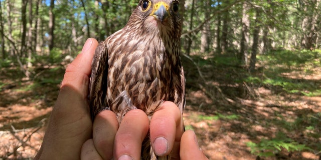 A captured merlin is held near Lake Michigan on June 27, 2022, near Glen Arbor, Mich., where it will be fitted with a leg band and tracking device.