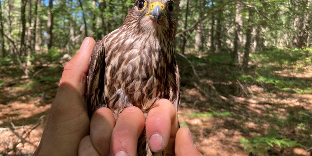 A captured merlin is held near Lake Michigan on June 27, 2022, near Glen Arbor, Mich., where it will be fitted with a leg band and tracking device. 