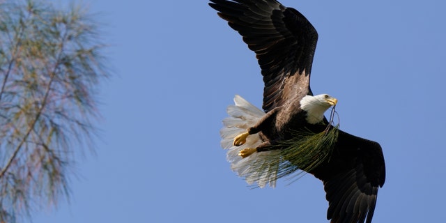 A bald eagle brings pine needles to a nest it is building in Pembroke Pines, Florida. Recovery of some vulnerable species through restoration efforts has made comebacks more difficult for others in peril. 