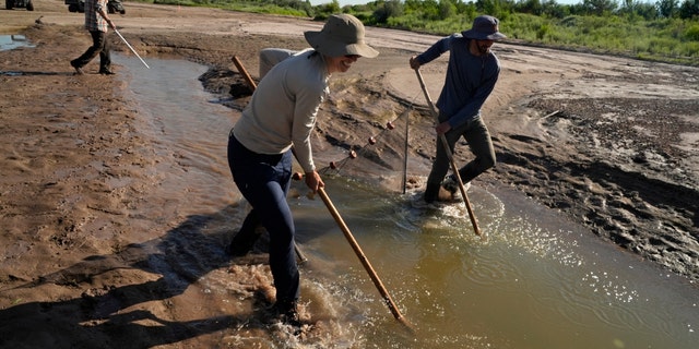 Fish biologists work to rescue the endangered Rio Grande silvery minnows from pools of water in the dry Rio Grande riverbed Tuesday in Albuquerque, New Mexico. For the first time in four decades, the river went dry and the habitat for the endangered silvery minnow fish went with it.