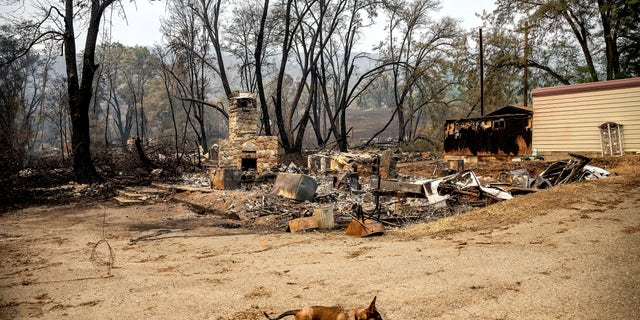 A dog walks past the remains of a lodge that burned in the McKinney Fire in Klamath National Forest, California. The property owner, whose adjacent home survived the blaze, was surveying the damage.