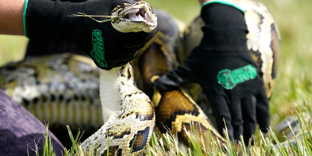 FILE - A Burmese python is held during a safe capture demonstration on June 16, 2022, in Miami. More than 800 competitors will be trudging through the Florida Everglades for the next eight days, in search of invasive Burmese pythons that will bring in thousands of dollars in prize money. The python hunt officially began Friday, Aug. 5, and runs through Aug. 15. Officials who gathered in Miami to kick off the annual campaign say it's significant because the non-native snakes are killing off birds and mammals in the Everglades ecosystem.