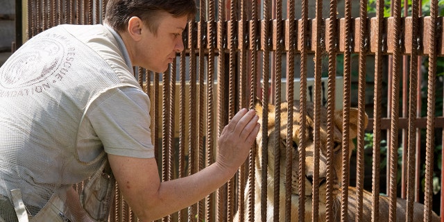 Natalia Popova has already saved more than 300 animals from the war, 200 of them were sent abroad, and 100 found a home in most western regions of Ukraine.