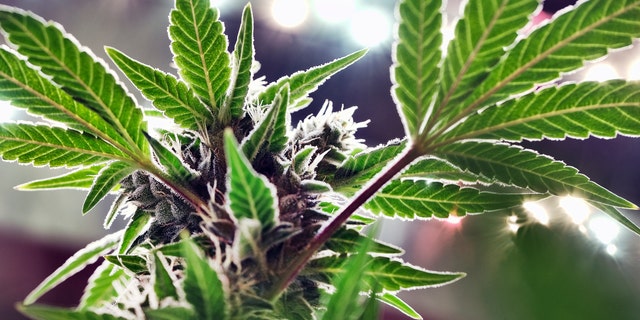 A mature marijuana plant begins to bloom under artificial lights at Loving Kindness Farms in Gardena, California. North Dakota will vote on legalizing recreational marijuana in November.
