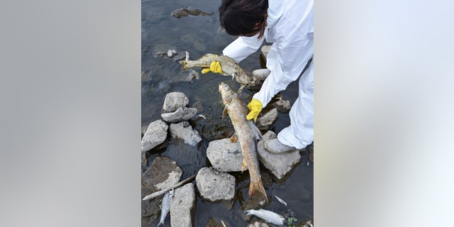 Volunteers retrieve dead fish from the waters of the German-Polish border river Oder in Lebus, eastern Germany on Saturday, August 13, 2022. 