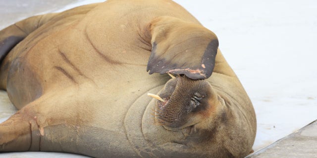 Freya, seen here in a July photo, was euthanized after officials determined that she was a risk to humans.