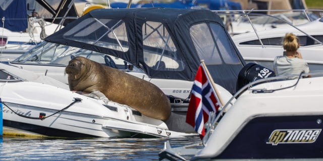 Freya the walrus sitting on a boat in Frognerkilen in Oslo, Norway, July 18, 2022.