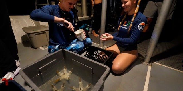 University of Miami's Rosenstiel School of Marine & Atmospheric Science students Devon Ledbetter, 21, sinistra, and Avery Boals, 21, mix an epoxy glue to attach pieces of coral to a reef. The students want to create new coral that will later be transplanted to help repopulate part of the Florida Reef Tract.