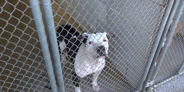 Loki, a three-year-old pitbull, stands in a kennel at Charlotte Animal Care and Control.