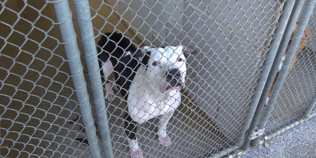 Loki, a three-year-old pitbull, stands in a kennel at Charlotte Animal Care and Control.