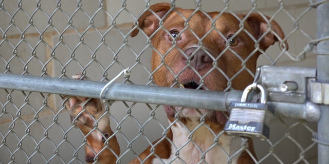 When shelters don’t have enough staff, it means fewer resources go to dogs with medical or behavioral issues.