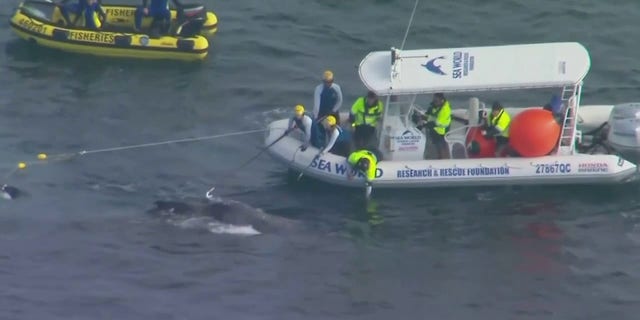 A whale is stuck off Australia's Gold Coast.