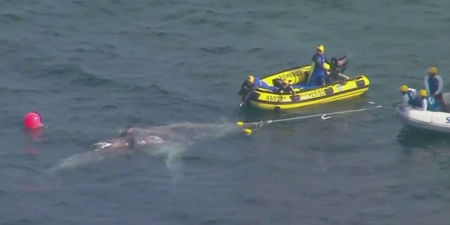 Rescuers worked to free a whale off Australia's Gold Coast.