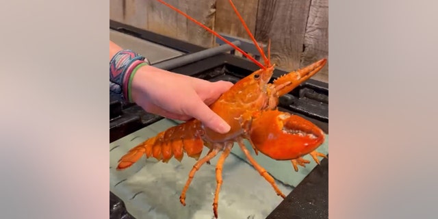 A Red Lobster restaurant in Mississippi recently found an orange lobster among the others, and brought it to Ripley's Aquarium, where it was given the name Biscuit.