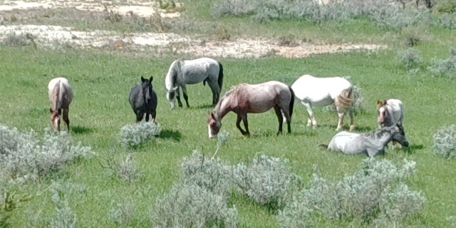 Barnes also saw wild mustangs in the Badlands. "They were beautiful," he said of the horses. "It was just so cool."