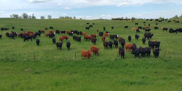 A herd of cows is pictured on the wide-open land of North Dakota.