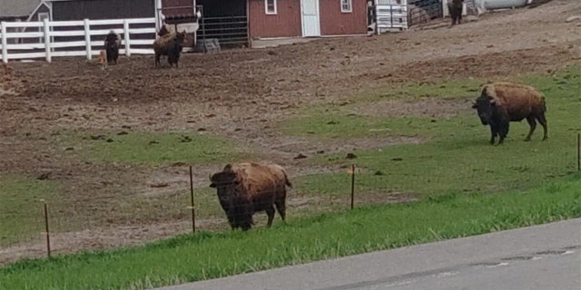 Barnes saw these bison while he was riding through South Dakota. (All of the photos inside this article are images taken by Bob Barnes during his cycling trip.)
