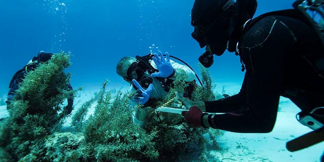 Divers explore a wreckage site in the Bahamas.