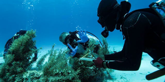 Divers explore a wreckage site in the Bahamas.