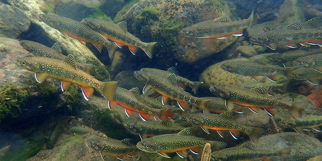 Colorado Fisherman Breaks Brook Trout Record After 75 Years | Fox News