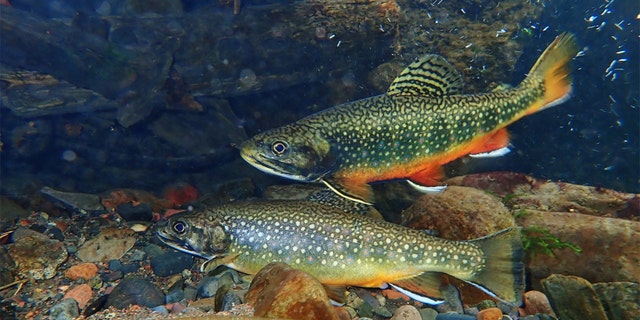 The previous record for brook trout in Colorado was set in 1947 with a 7.63-pound fish.