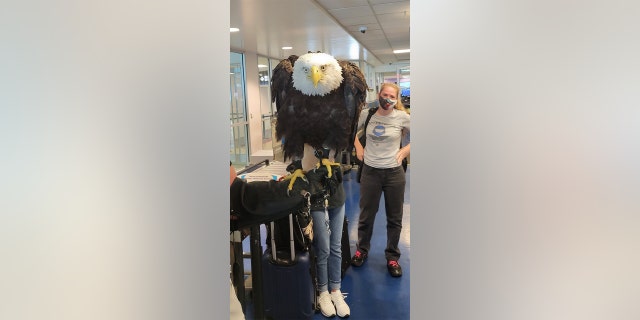 Clark the bald eagle goes through security