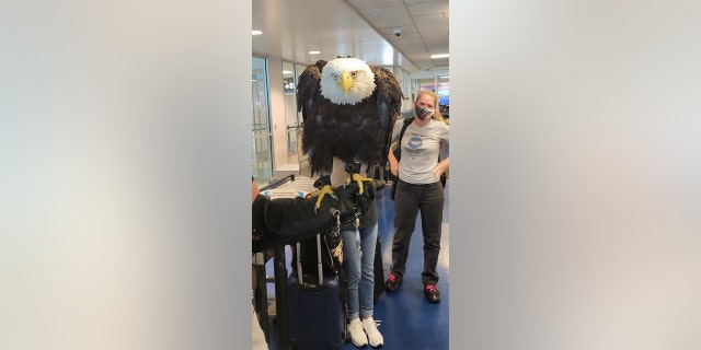A bald eagle named Clark recently passed airport security at Charlotte Douglas International Airport.