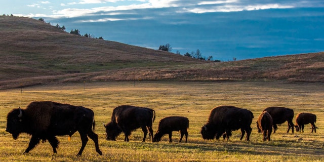 Bison graze at Custer State Park, South Dakota