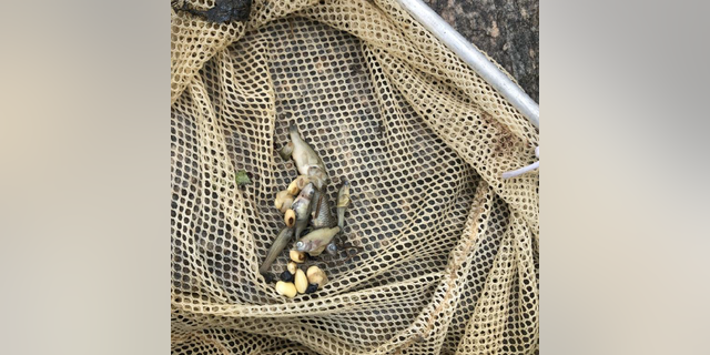 The Georgia Environmental Protection Division found dead bluegill fish and mosquitofish above the Georgia Avenue section of Flat Creek on Aug. 12, 2022. The creek is located in Gainesville, Georgia.