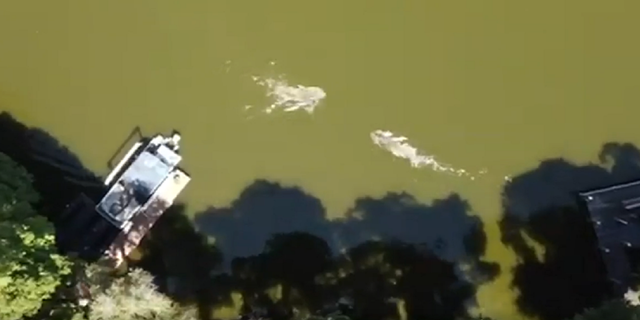 Florida drone video captures swimmer fighting off alligator | Fox News