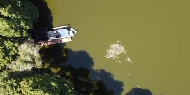 Florida drone video captures swimmer fighting off alligator | Fox News