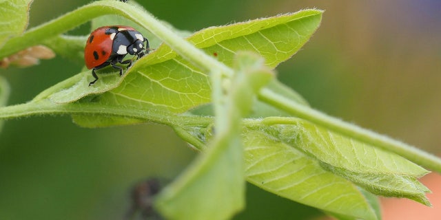 A ladybug crawls on a green plant in Brandenburg, Germany, June 2021.