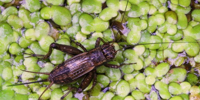 Field cricket (Gryllus spp.) in Toronto, Ontario, Canada, August 2021.