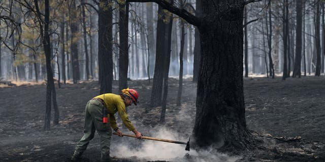 A firefighter works on putting out a hotspot from a wildfire in Mora, NM. The Calf Canyon and Hermits Peak fires have been burning in the region. The Hermits Peak fire started as a prescribed burn. NM is beginning to lift the restrictions they had set at the beginning of the wildfires due to summer rainfall.