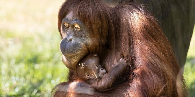 Cleary and her team traveled throughout Africa capturing footage of animals such as orangutans and elephants.