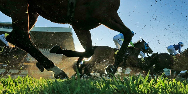 Horse racing in a field