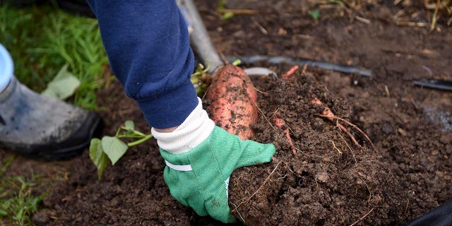 To protect your vegetables from deer and other wildlife, you should install fencing or a barrier around the perimeter of your garden.