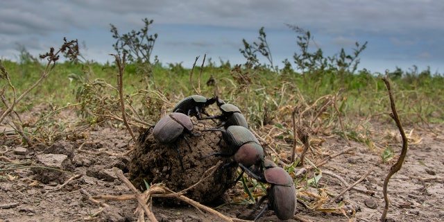 Dung beetles (Scarabaeidae) rolling dung ball, Ndutu, Ngorongoro Conservation Area, Serengeti, Tanzania.