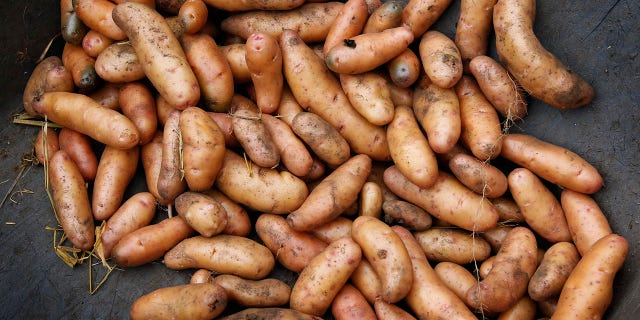 Freshly picked Finnish fingerling potatoes are harvested at a community garden in Sea Ranch, California on July 19, 2012.
