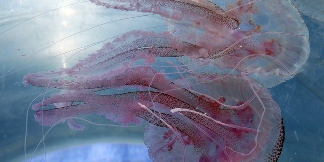 Purple jellyfish (Pelagia noctiluca) are displayed in a transparent bucket on the ship of the Oceanological Observatory in Villefranche-sur-Mer, France.