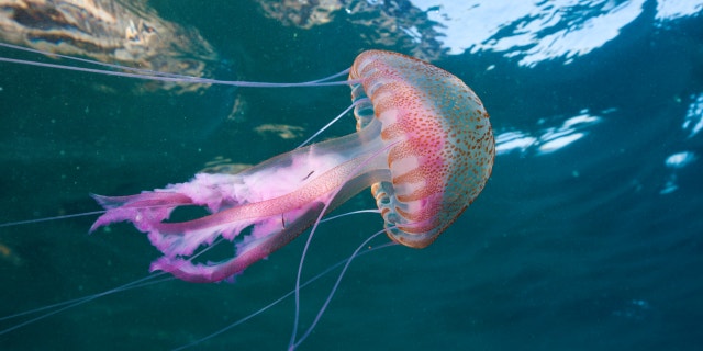 Mauve Stinger Jellyfish, (Pelagia noctiluca) in Cap de Creus, Costa Brava, Spain.