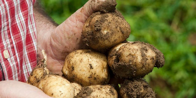 Freshly harvested potatoes are shown covered with soil.  According to a new study, plain boiled potatoes are not associated with a higher risk of diabetes. 
