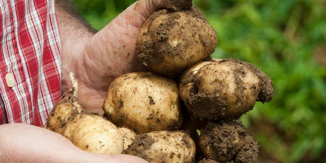 Batatas recém-cortadas aparecem cobertas de terra.  Um novo estudo mostra que batatas cozidas simples não foram associadas a um risco aumentado de diabetes. 