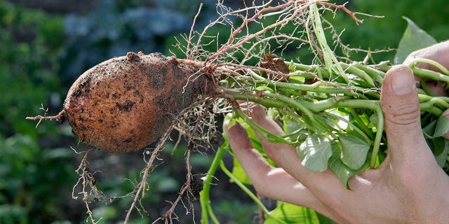 Harvested sweet potatoes are shown here.