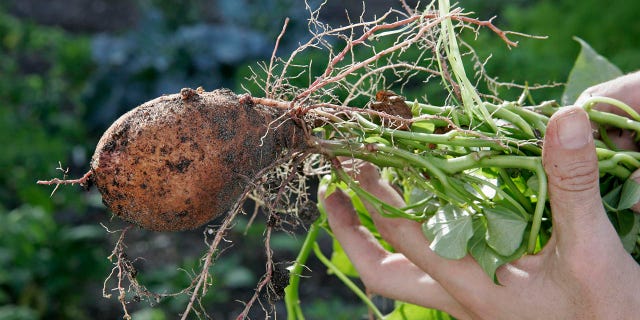 Growing your own vegetables can be incredibility rewarding and an exciting hobby.