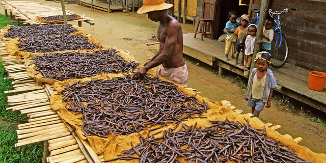 Africa, Madagascar, Andapa, vanilla cultivation, cultivation and preparation of vanilla require, for a richly aromatic spice, long and attentive care. This is based on the weight, one of the most expensive agricultural products in the world. It comes in the form of shiny black sticks, commonly called "glove vanilla."