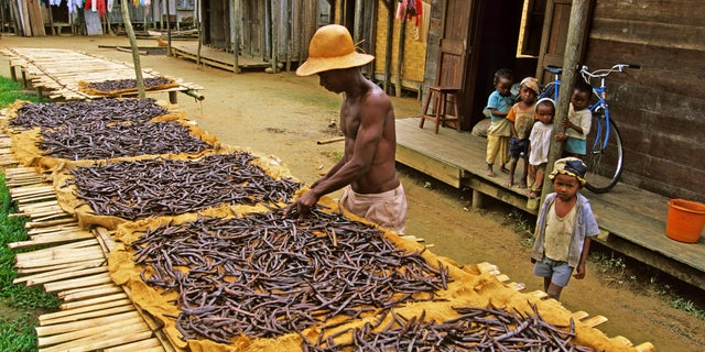 Africa, Madagascar, Andapa, vanilla cultivation, cultivation and preparation of vanilla require, for a richly aromatic spice, long and attentive care. This is based on the weight, one of the most expensive agricultural products in the world. It comes in the form of shiny black sticks, commonly called "glove vanilla."