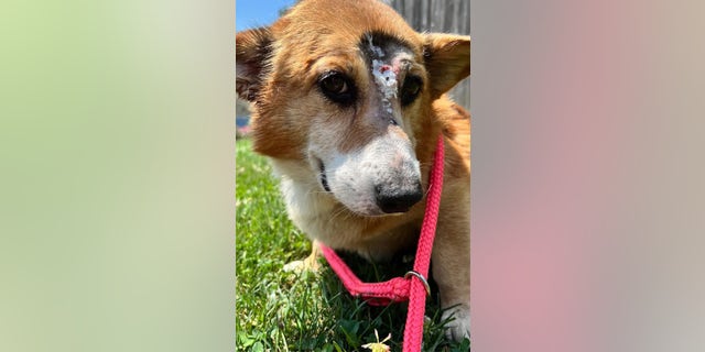 An 8-year-old corgi named Arthur is still alive despite being shot between the eyes.