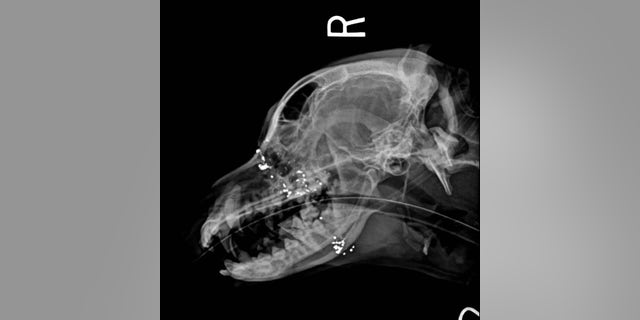 Los veterinarios limpiaron la herida del perro y le tomaron radiografías, y descubrieron que era una herida de bala entre los ojos.